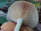 Sárgulótejű tejelőgomba (Lactarius chrysorrheus), Őrség